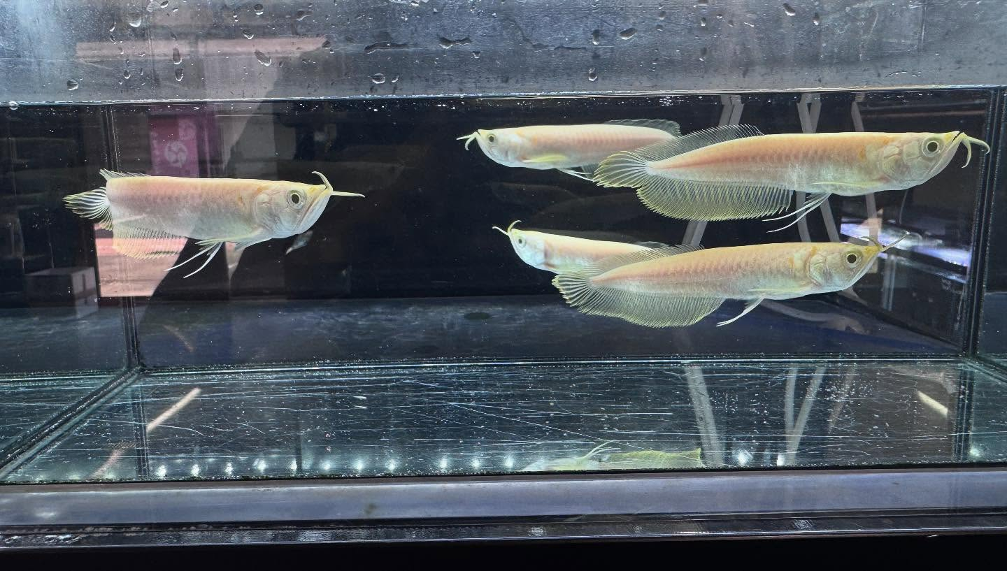 aquastyleg.base.shop/items/116...