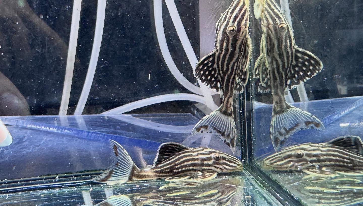 aquastyleg.base.shop/items/116...