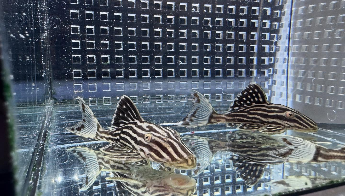 aquastyleg.base.shop/items/116...