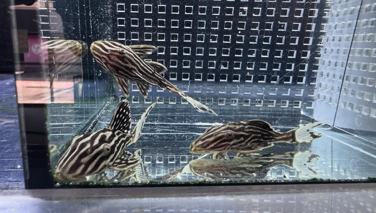 aquastyleg.base.shop/items/116...