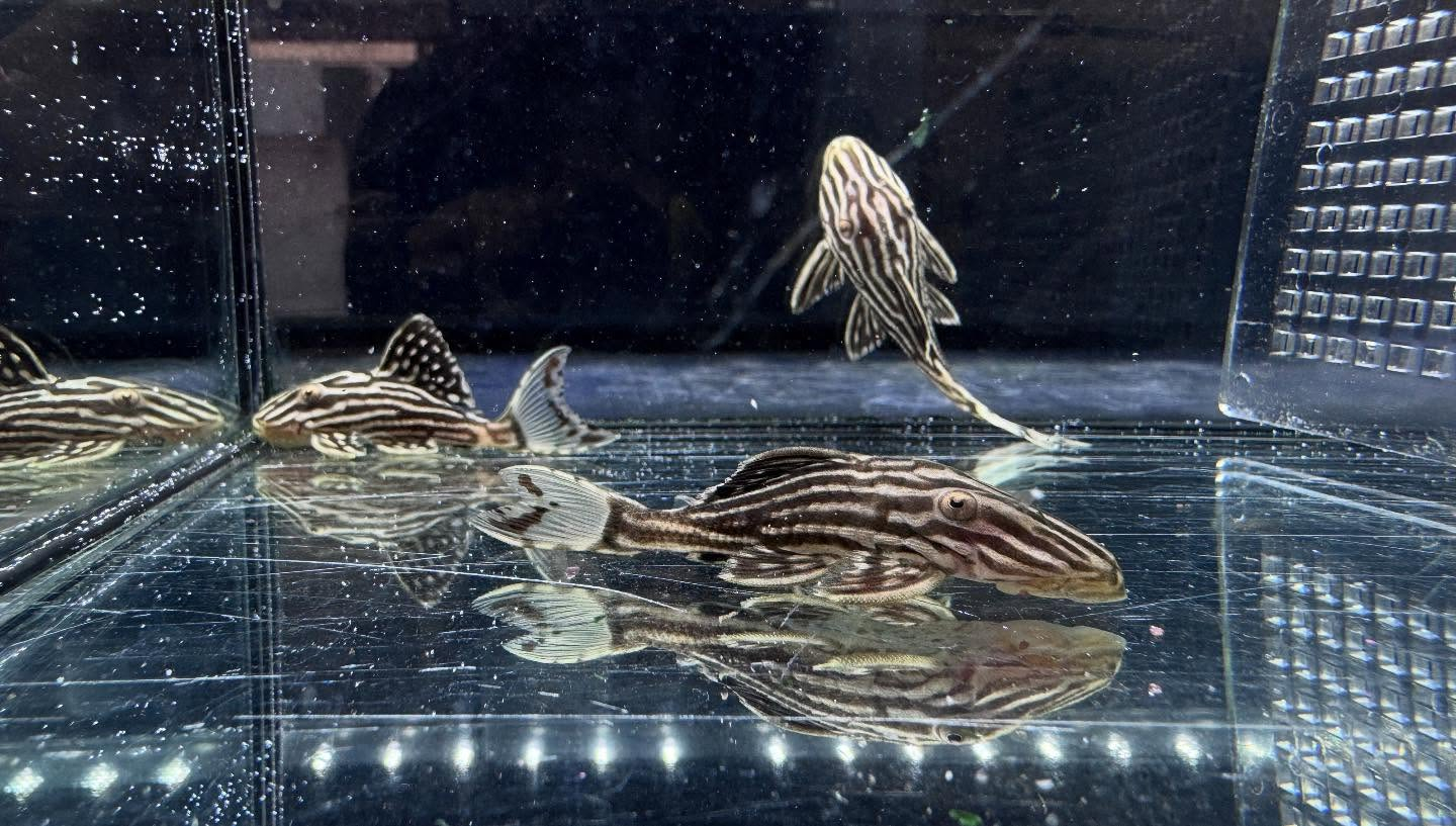 aquastyleg.base.shop/items/116...