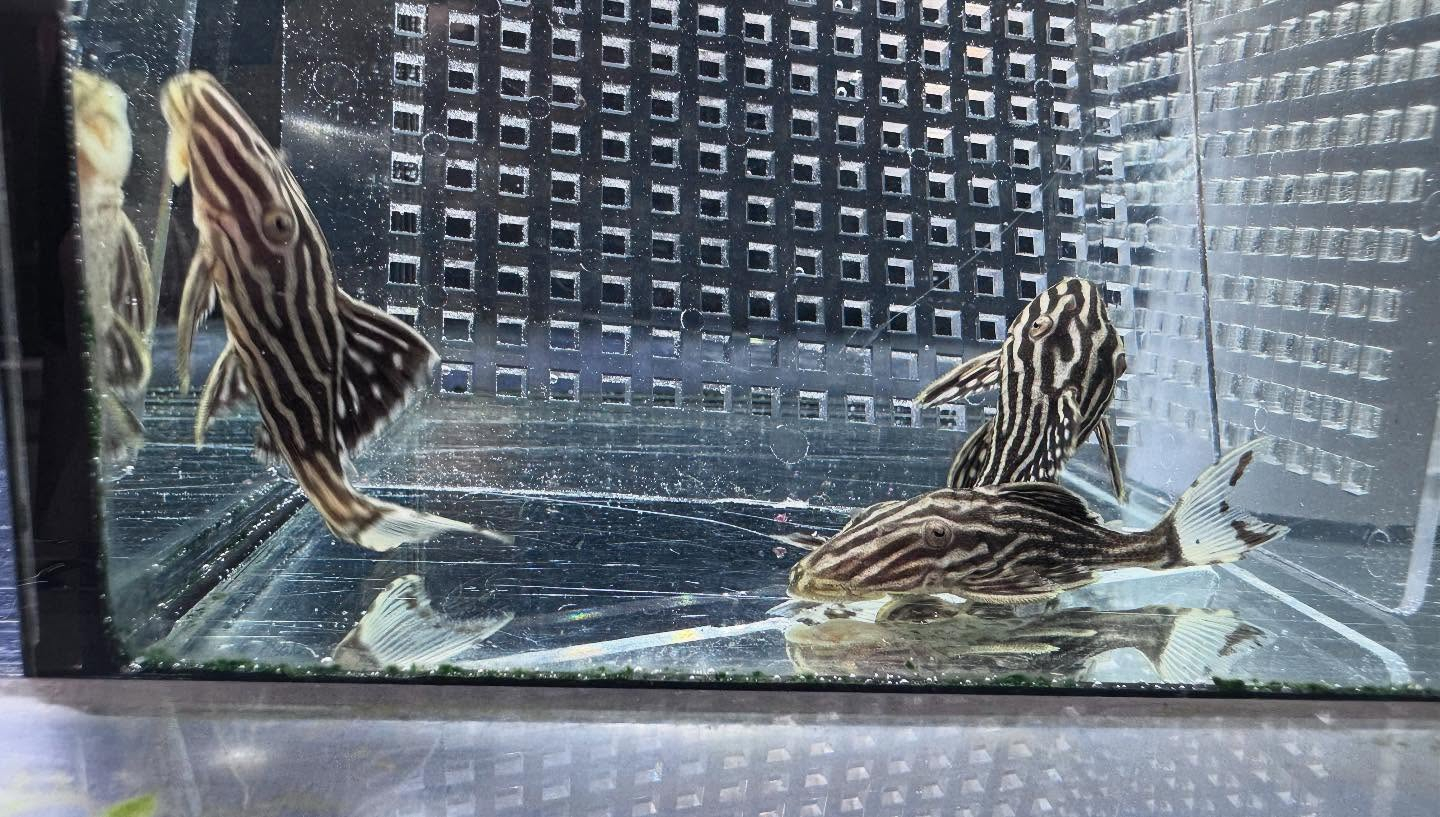 aquastyleg.base.shop/items/116...