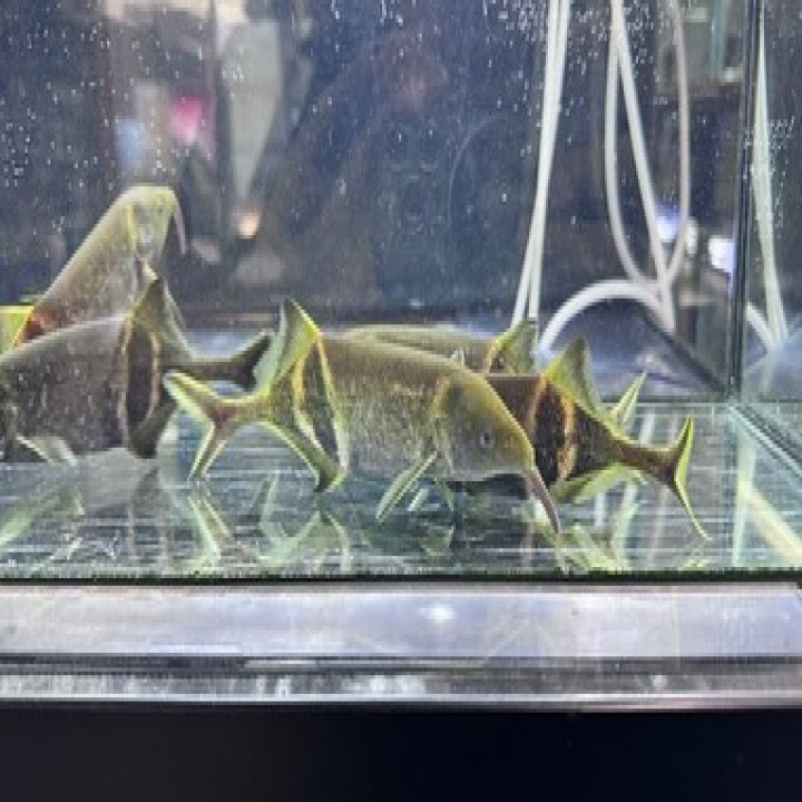 aquastyleg.base.shop/items/116...