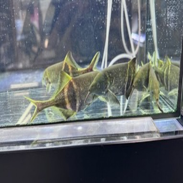 aquastyleg.base.shop/items/116...