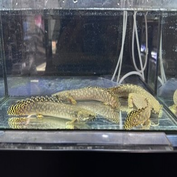 aquastyleg.base.shop/items/116...