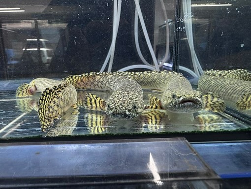 aquastyleg.base.shop/items/116...