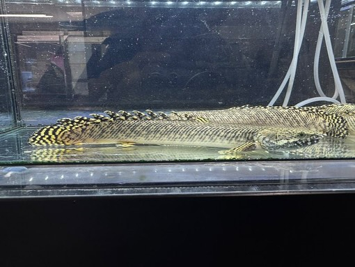 aquastyleg.base.shop/items/116...