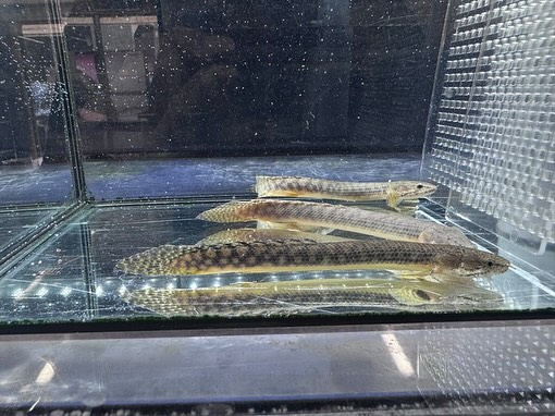 aquastyleg.base.shop/items/116...