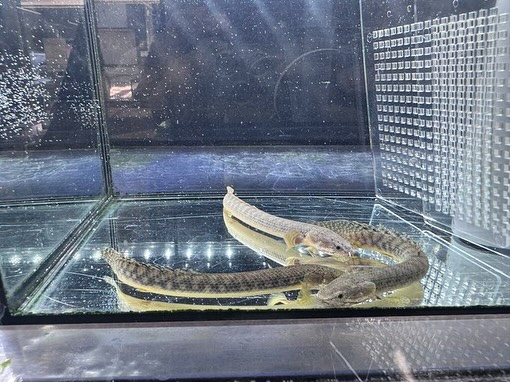 aquastyleg.base.shop/items/116...