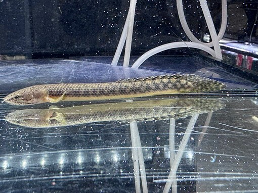 aquastyleg.base.shop/items/116...