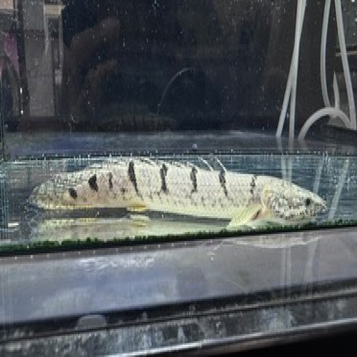 aquastyleg.base.shop/items/116...