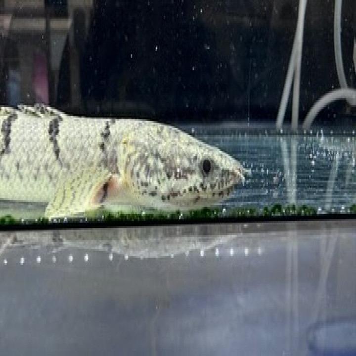 aquastyleg.base.shop/items/116...