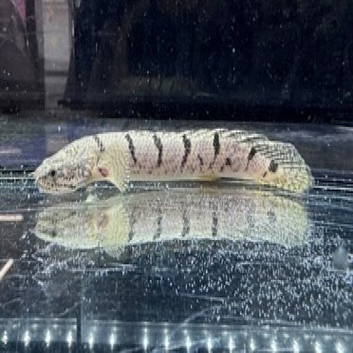 aquastyleg.base.shop/items/116...