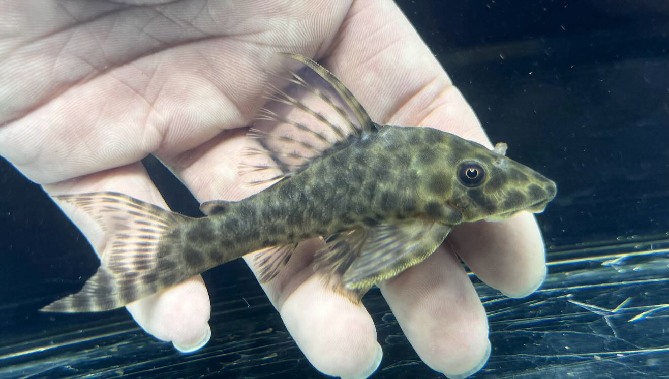 昨日入荷分のご案内をして行きます💁‍♀️