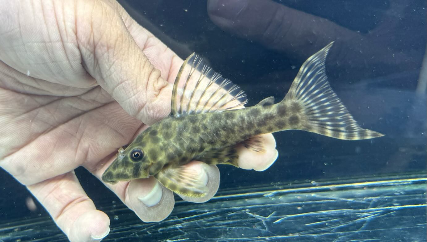 昨日入荷分のご案内をして行きます💁‍♀️