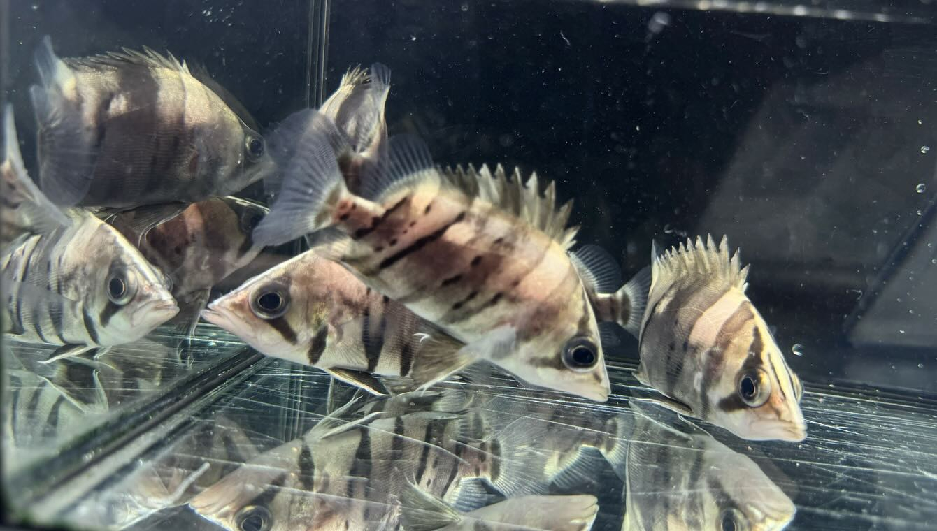 aquastyleg.base.shop/items/116...