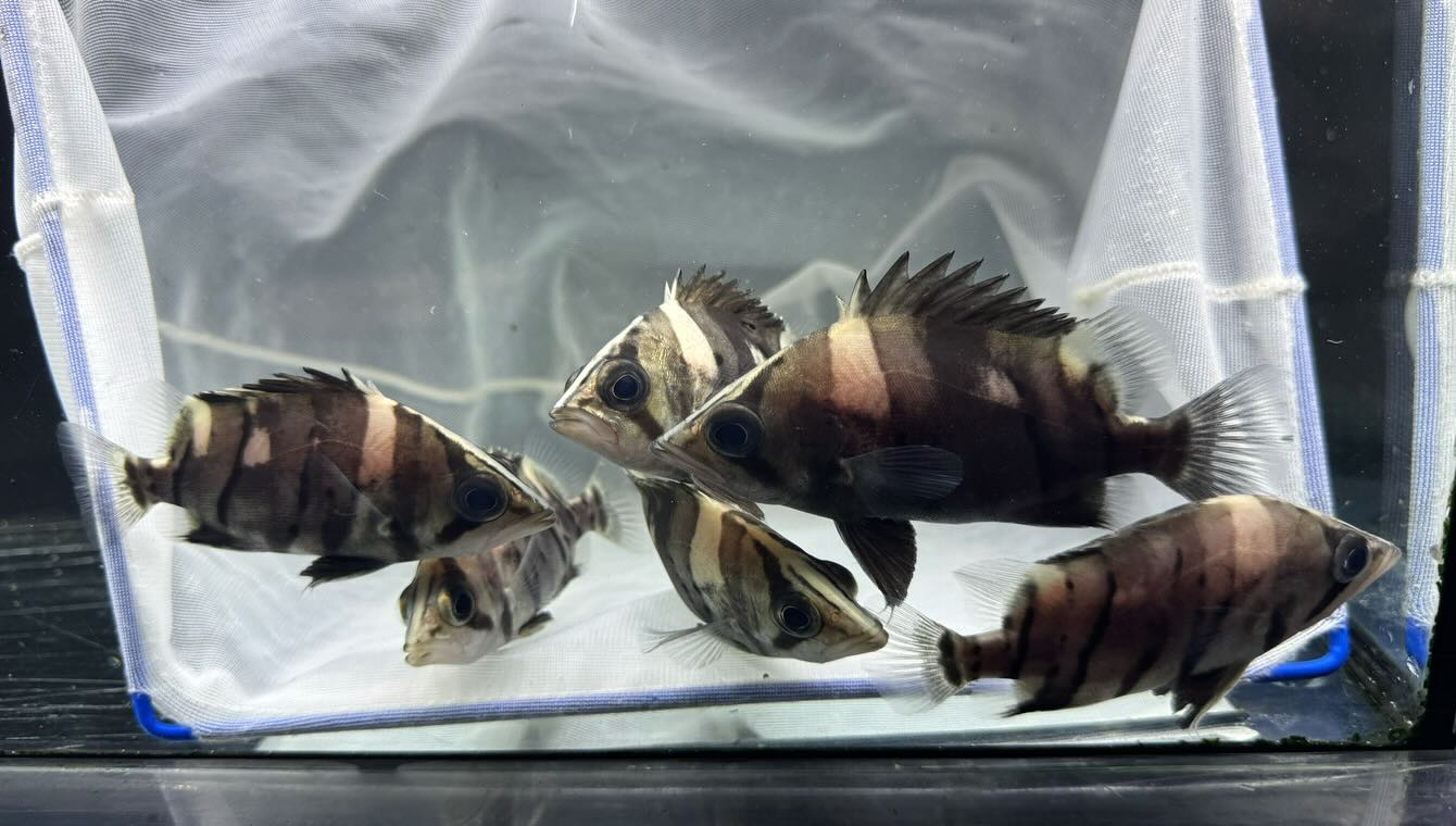 aquastyleg.base.shop/items/116...