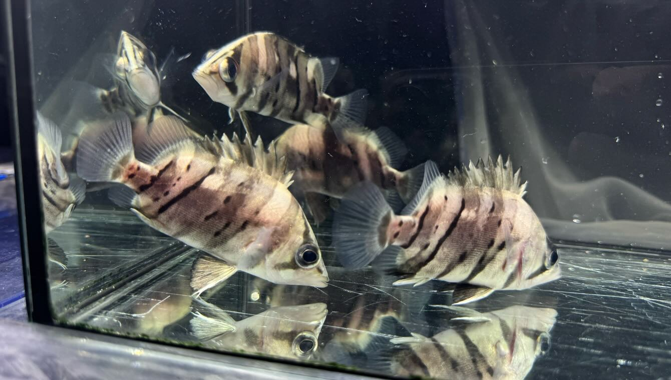 aquastyleg.base.shop/items/116...