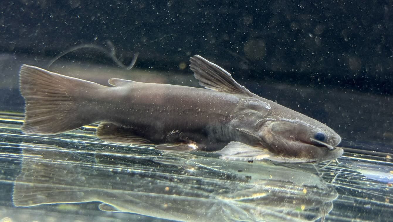 aquastyleg.base.shop/items/116...