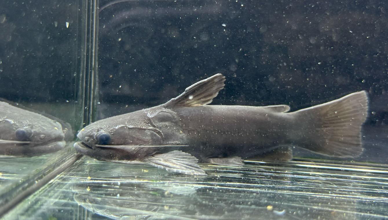 aquastyleg.base.shop/items/116...