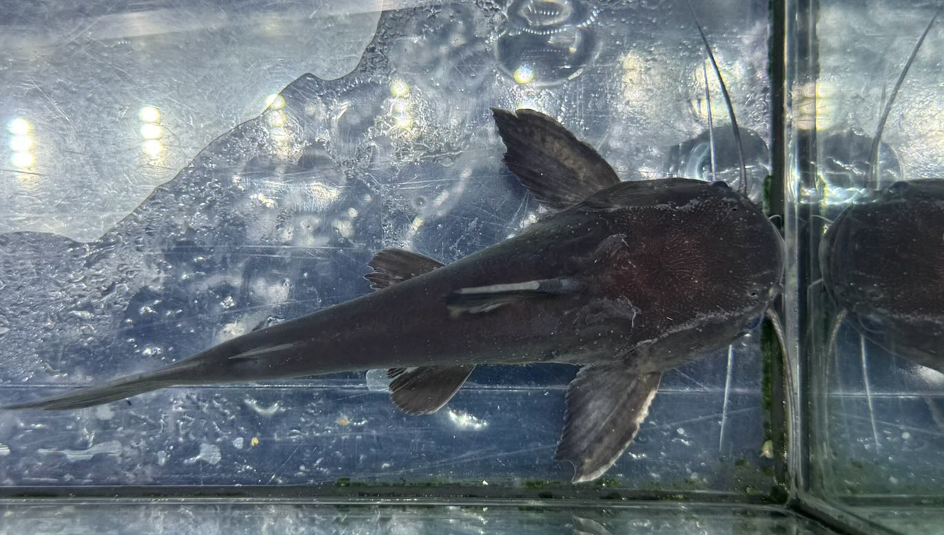 aquastyleg.base.shop/items/116...