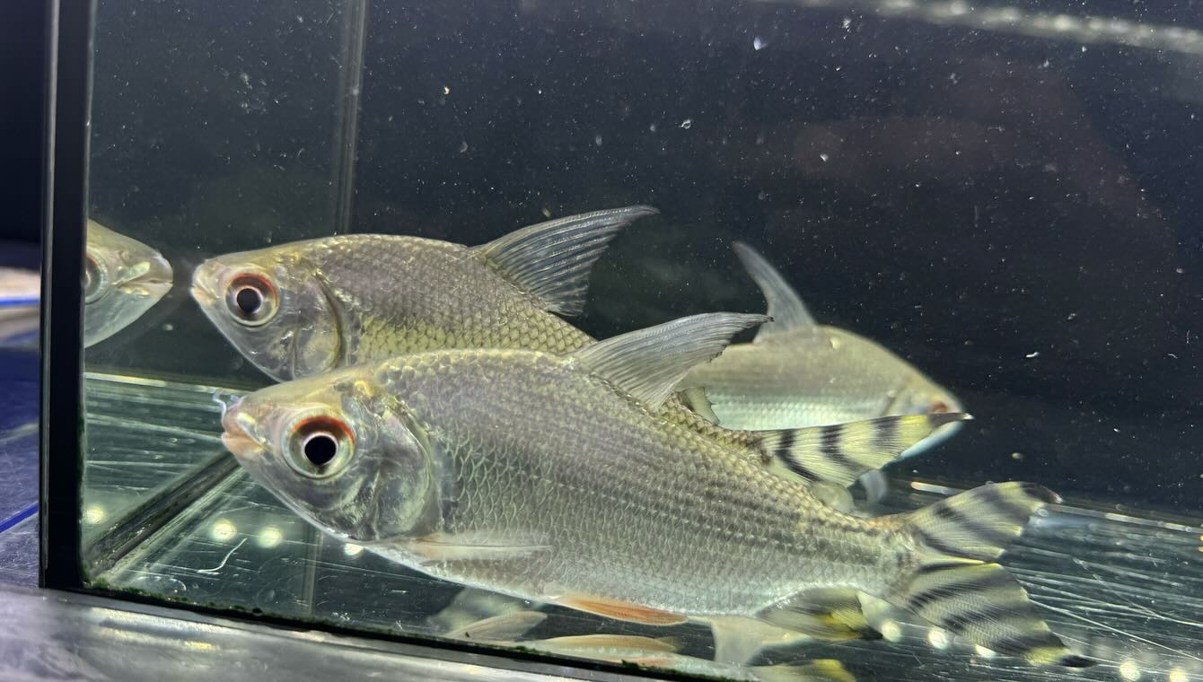 aquastyleg.base.shop/items/114...