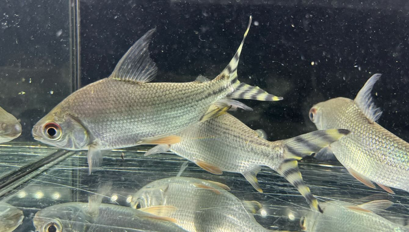 aquastyleg.base.shop/items/114...