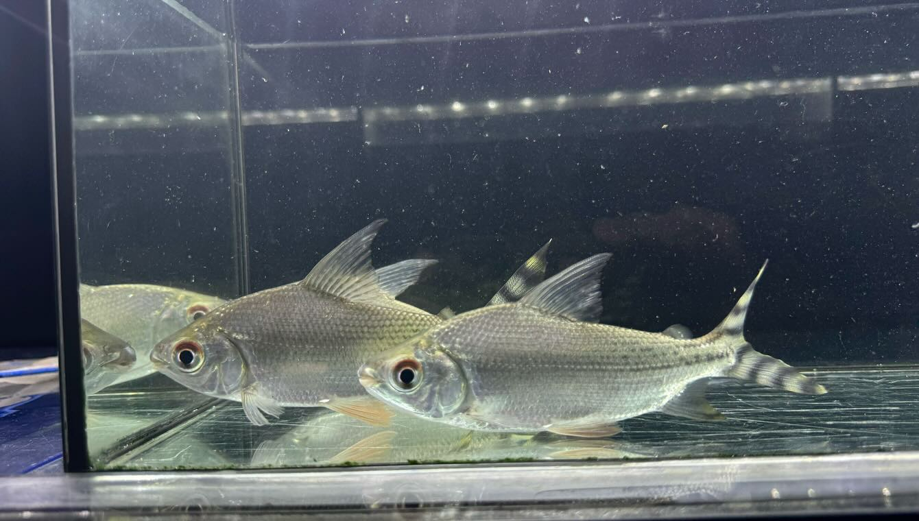 aquastyleg.base.shop/items/114...