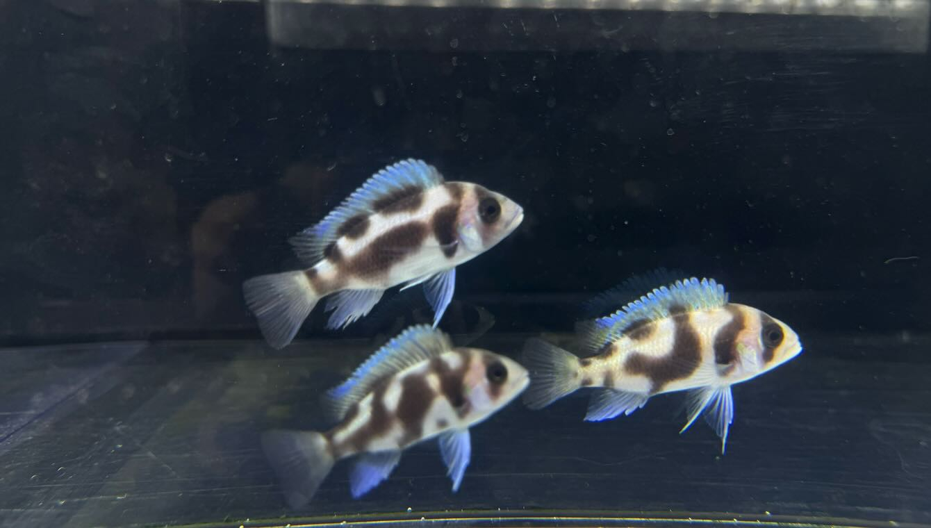 aquastyleg.base.shop/items/116...