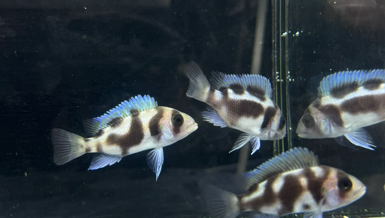 aquastyleg.base.shop/items/116...