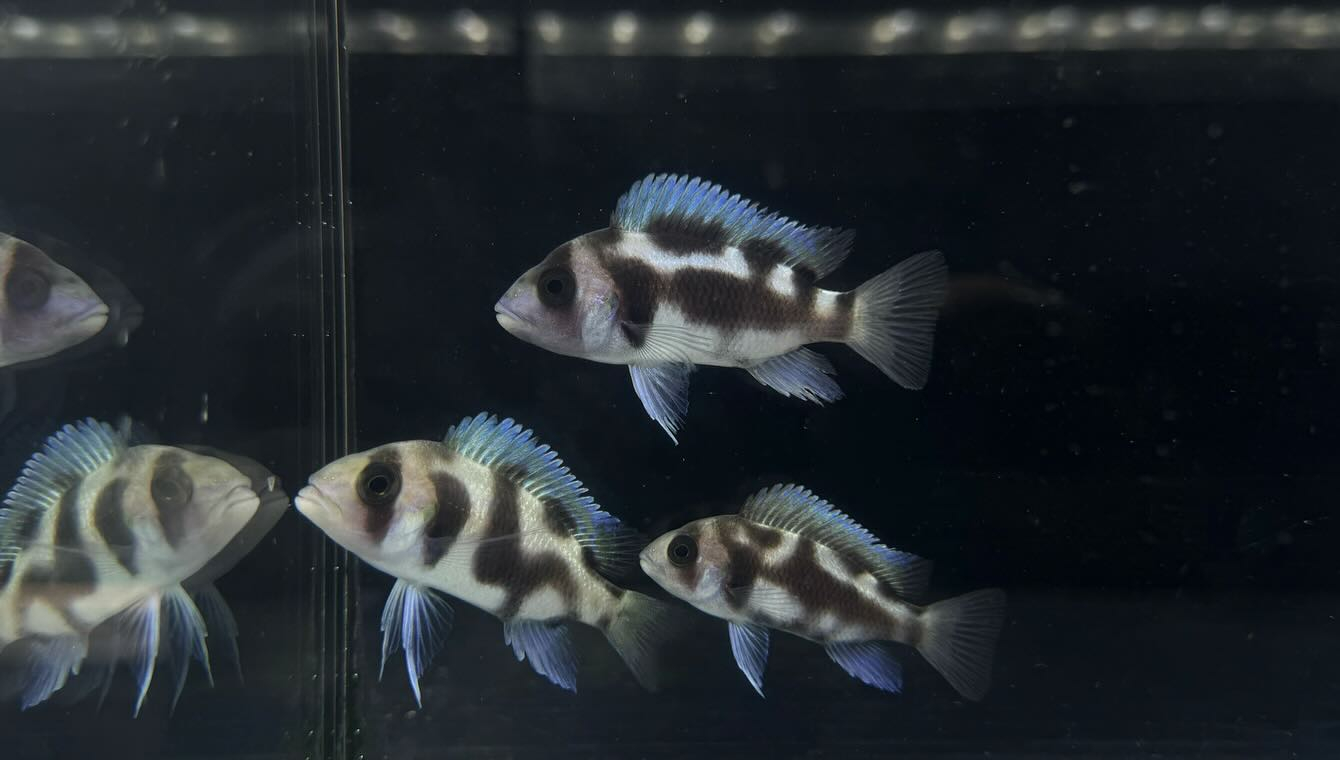 aquastyleg.base.shop/items/116...