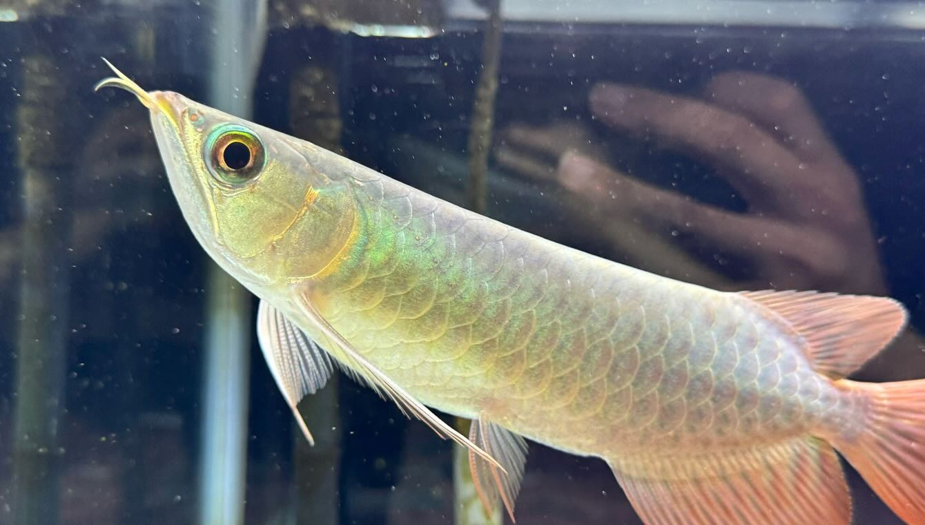 aquastyleg.base.shop/items/114...