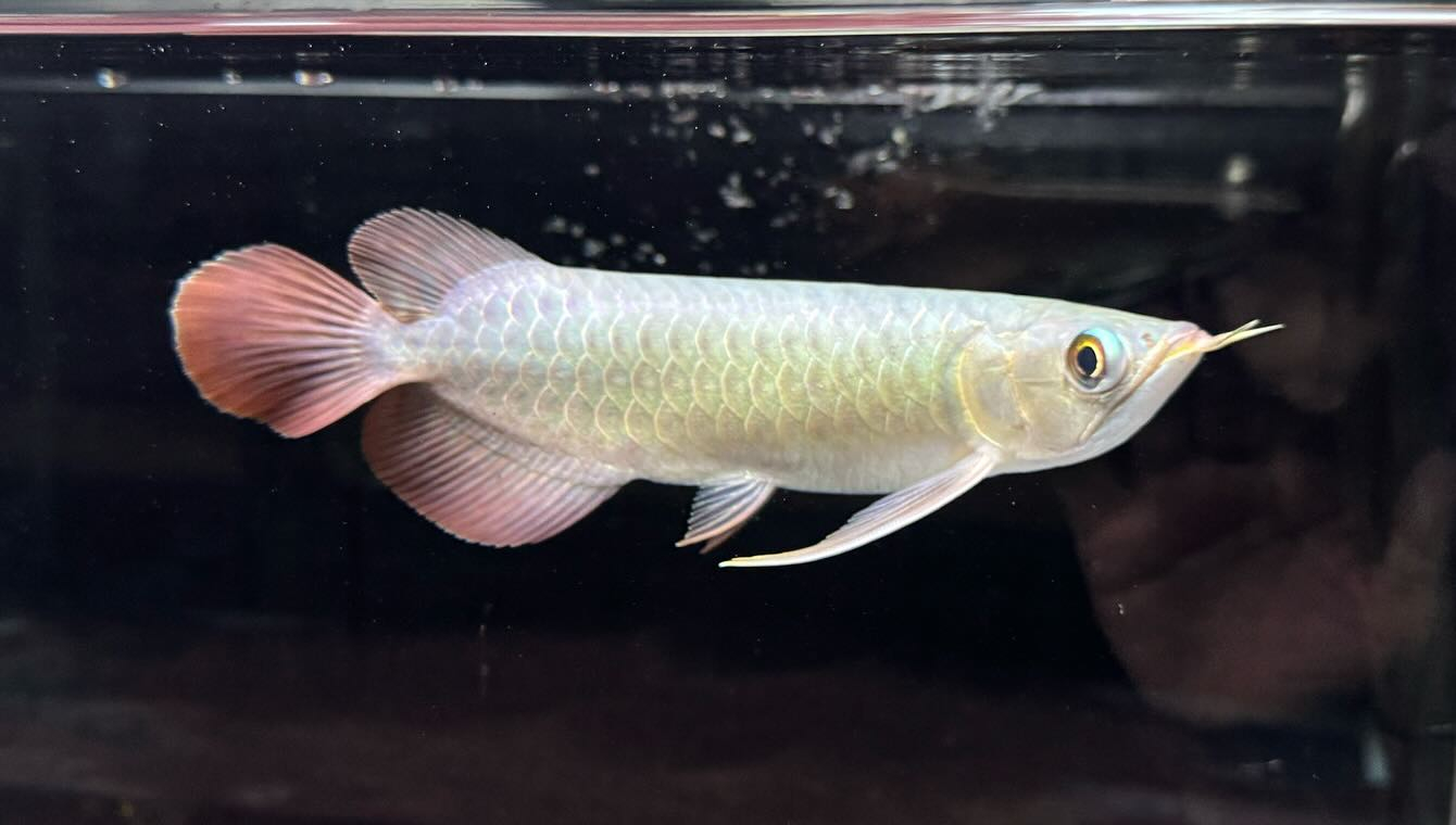 aquastyleg.base.shop/items/114...