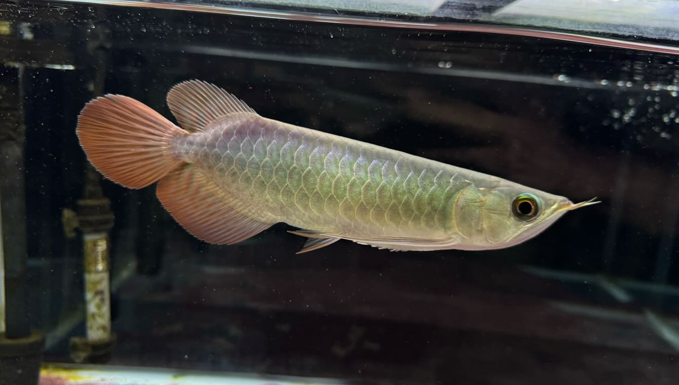 aquastyleg.base.shop/items/114...