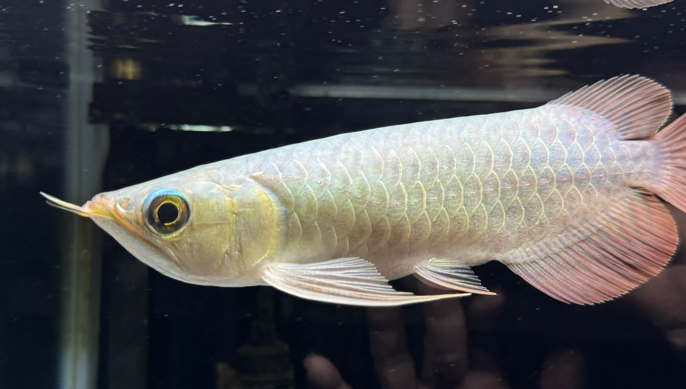 aquastyleg.base.shop/items/114...