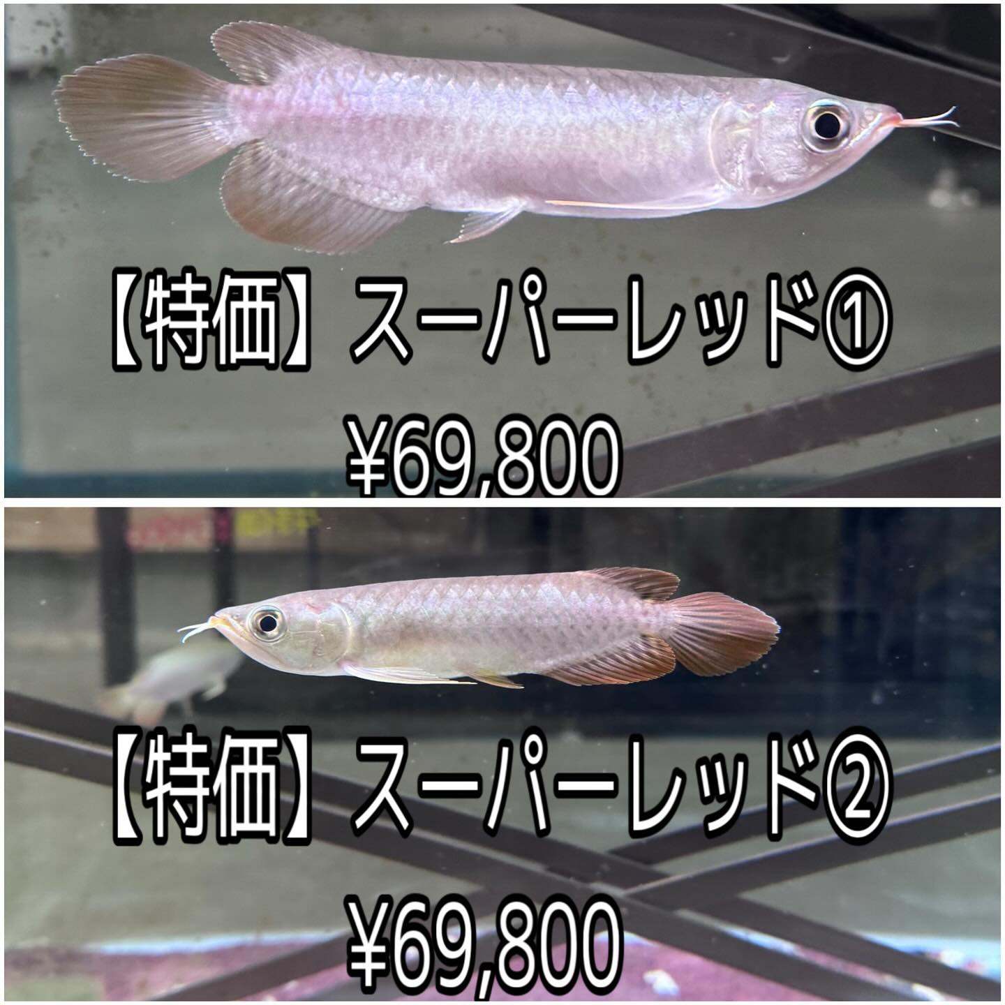 そしてですね…実はまだ入荷が🐟‼️