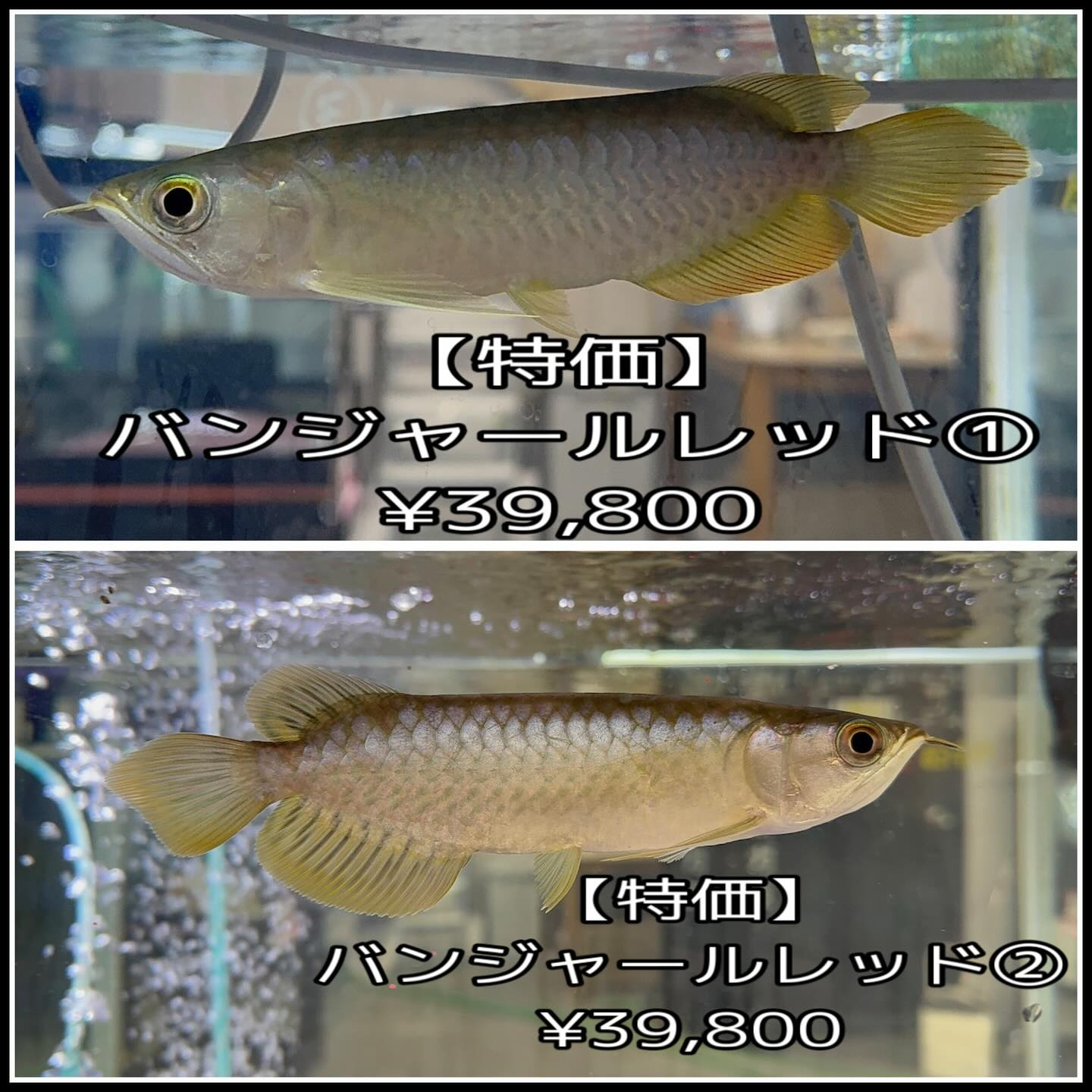 そしてですね…実はまだ入荷が🐟‼️