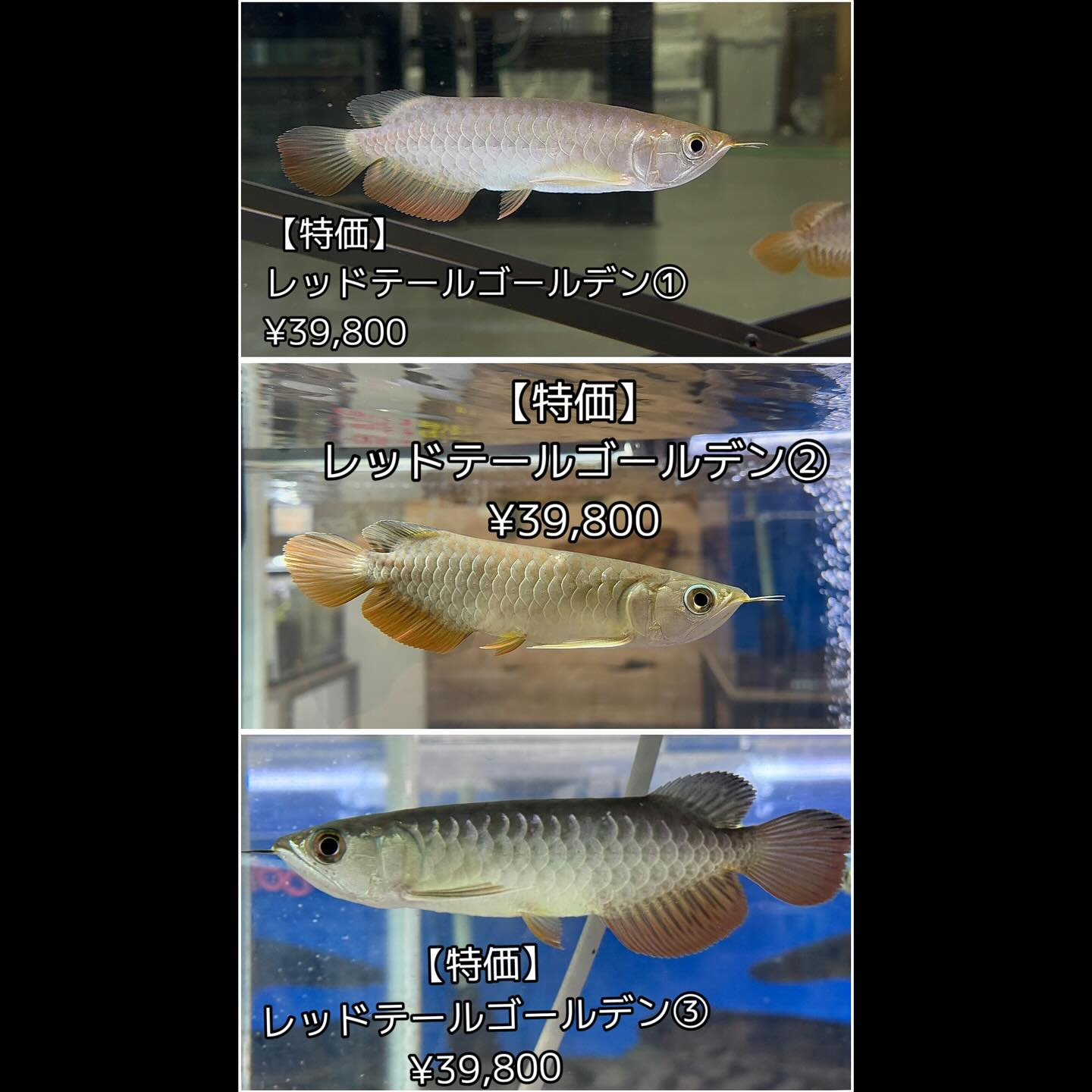 そしてですね…実はまだ入荷が🐟‼️