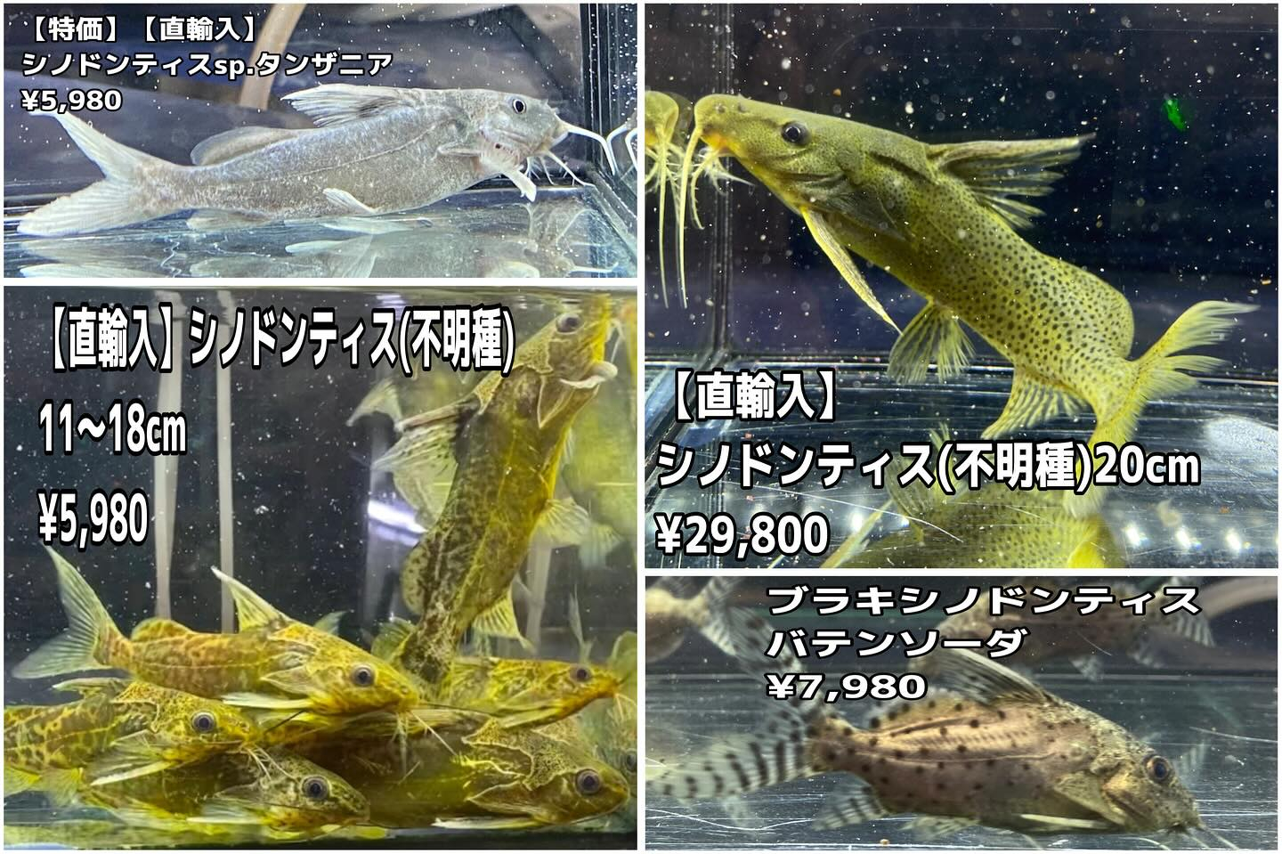 aquastyleg.base.shop/items/104...