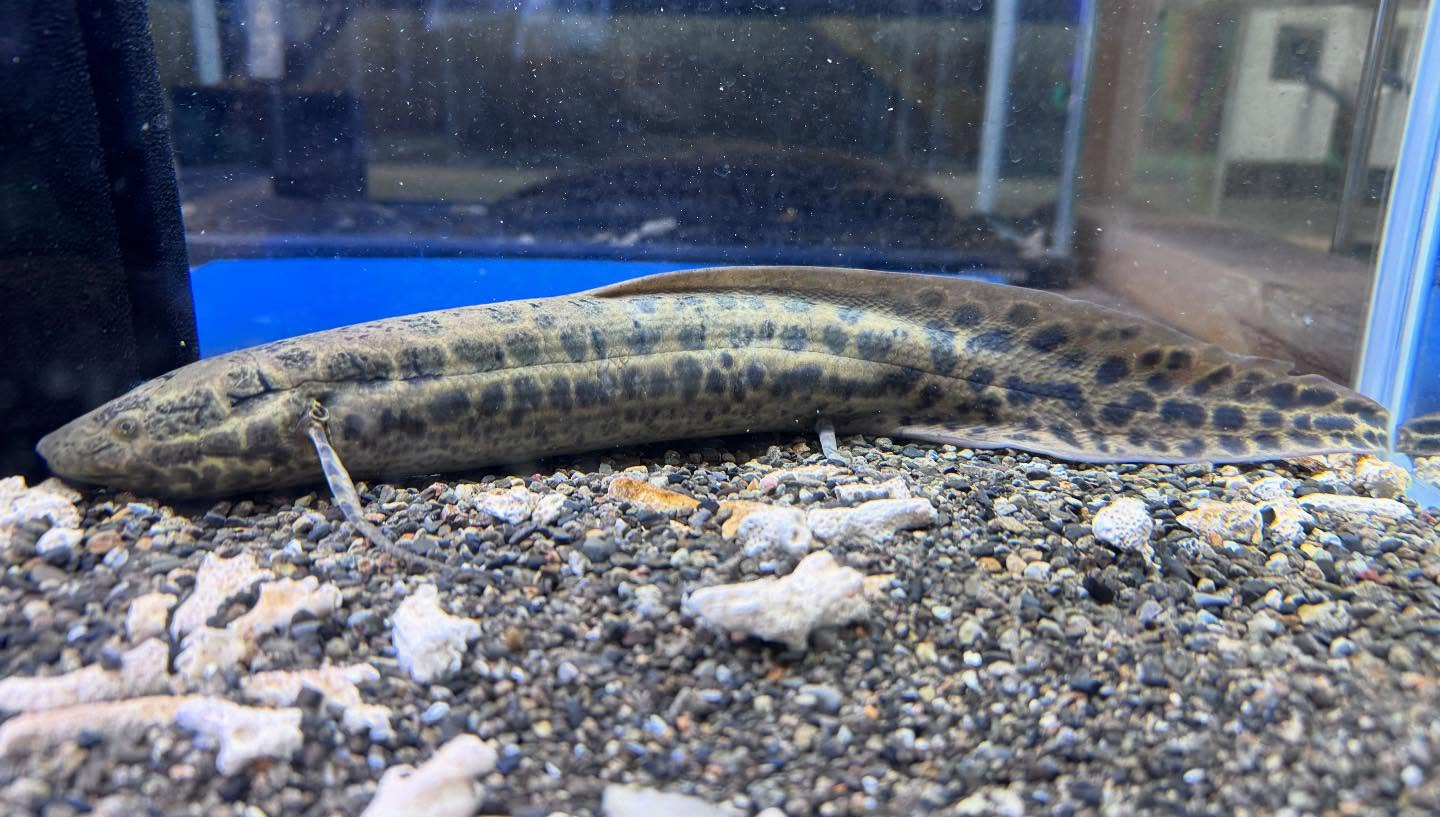 aquastyleg.base.shop/items/108...