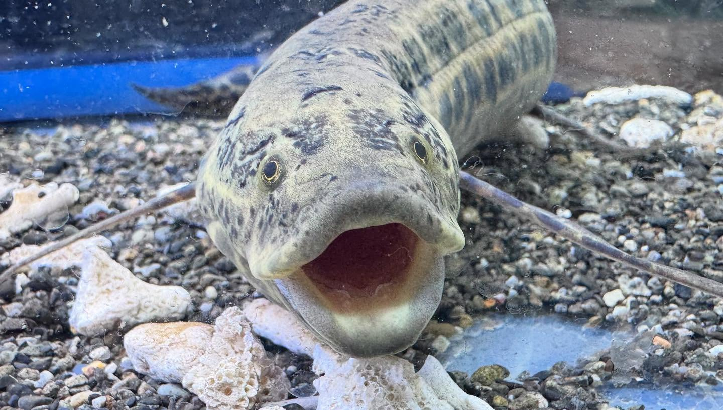 aquastyleg.base.shop/items/108...