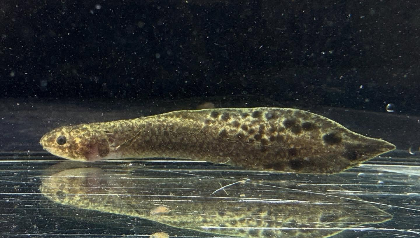 aquastyleg.base.shop/items/117...