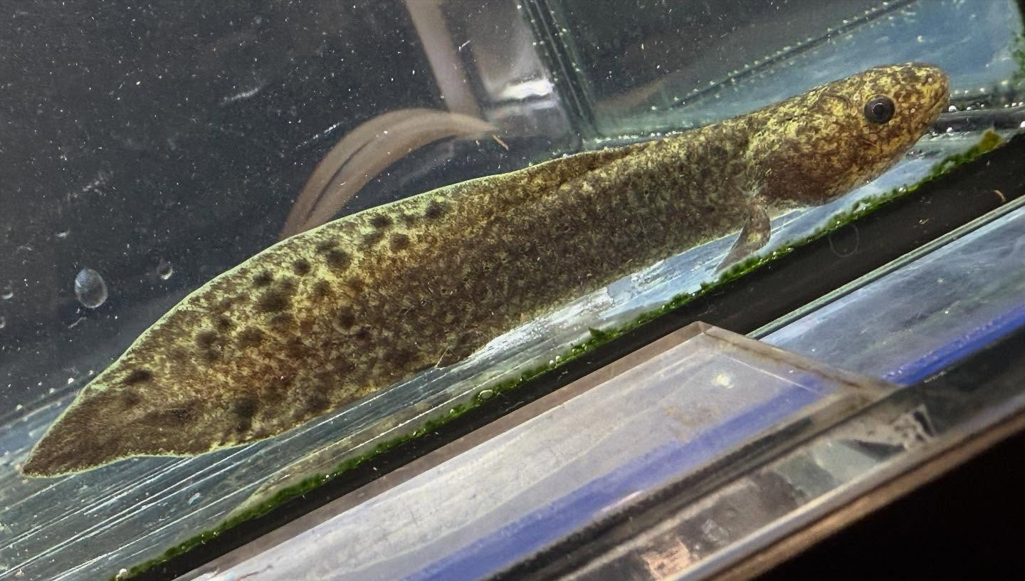 aquastyleg.base.shop/items/117...