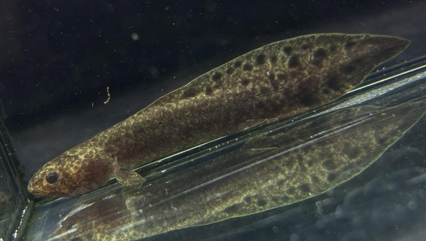 aquastyleg.base.shop/items/117...