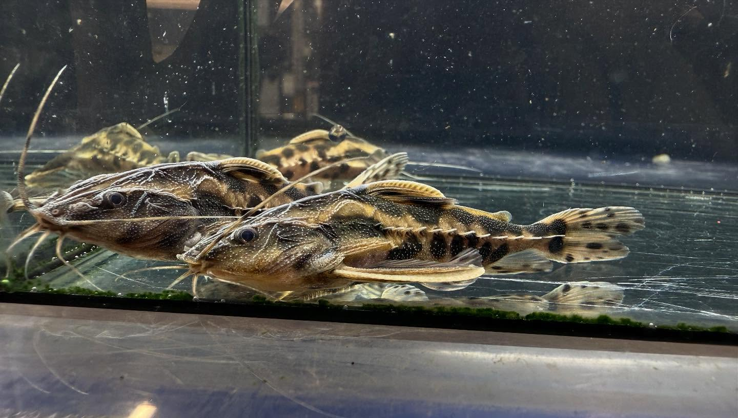 aquastyleg.base.shop/items/117...