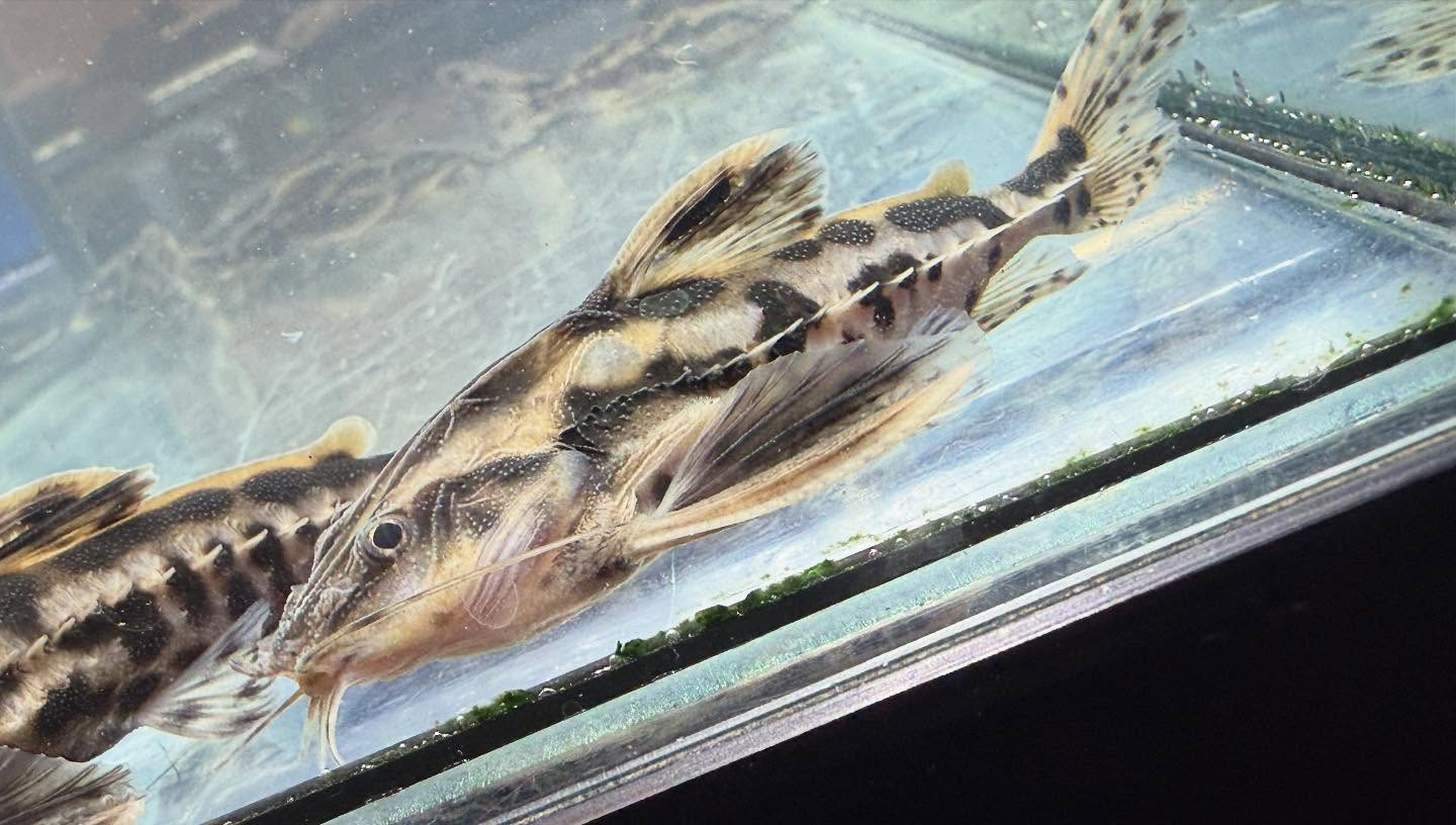 aquastyleg.base.shop/items/117...