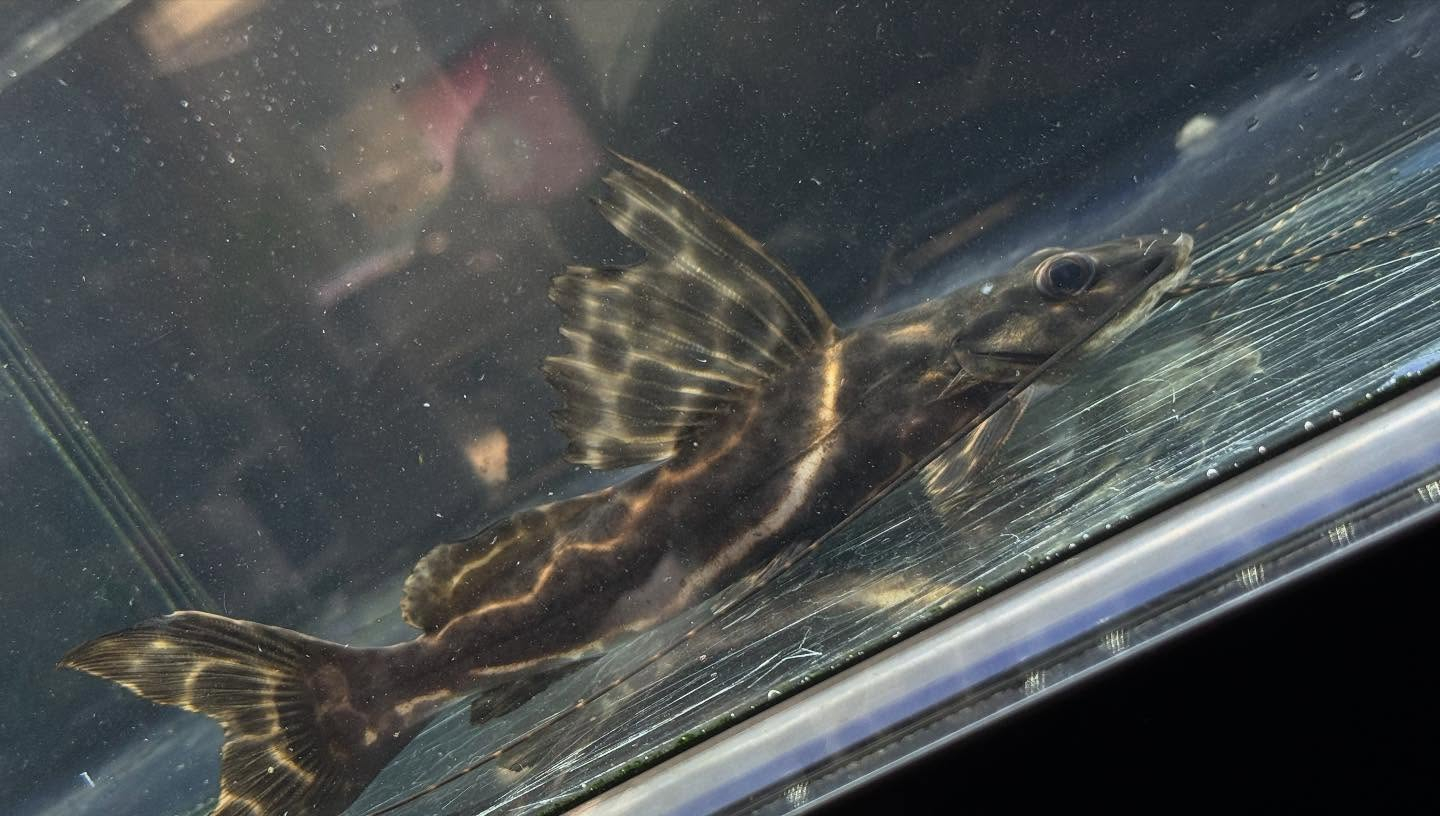 aquastyleg.base.shop/items/117...