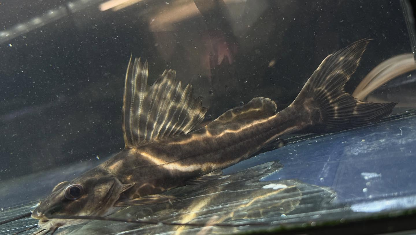 aquastyleg.base.shop/items/117...