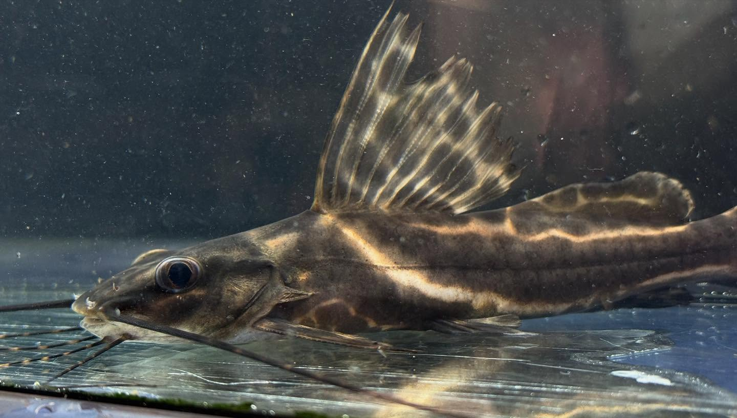 aquastyleg.base.shop/items/117...