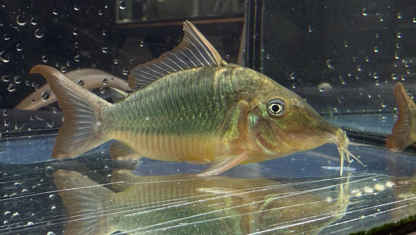 aquastyleg.base.shop/items/117...